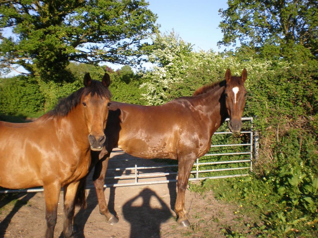 Austons Down Farm B&B Claverdon Eksteriør bilde