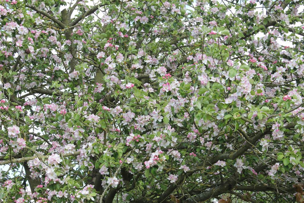 Austons Down Farm B&B Claverdon Eksteriør bilde